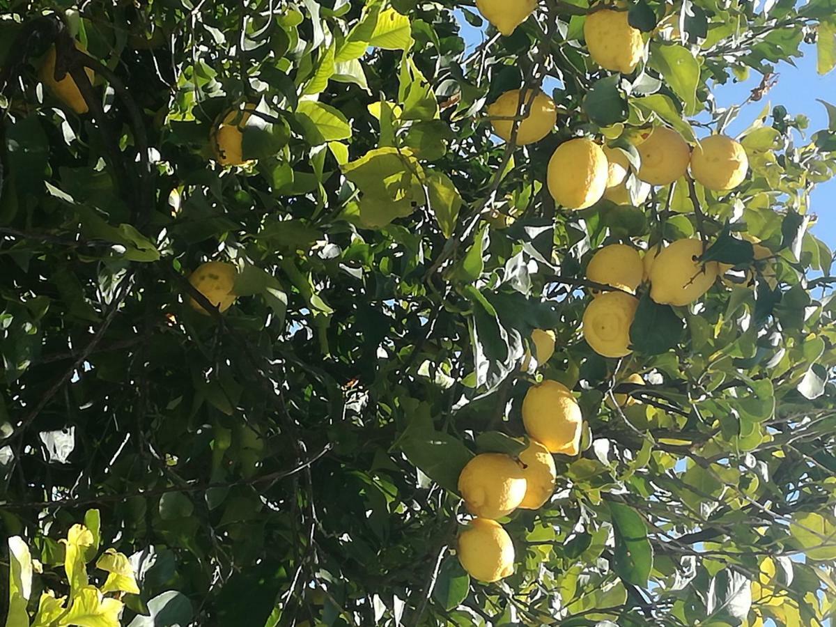 הוילה קלטניסטה Odori Di Zagara מראה חיצוני תמונה