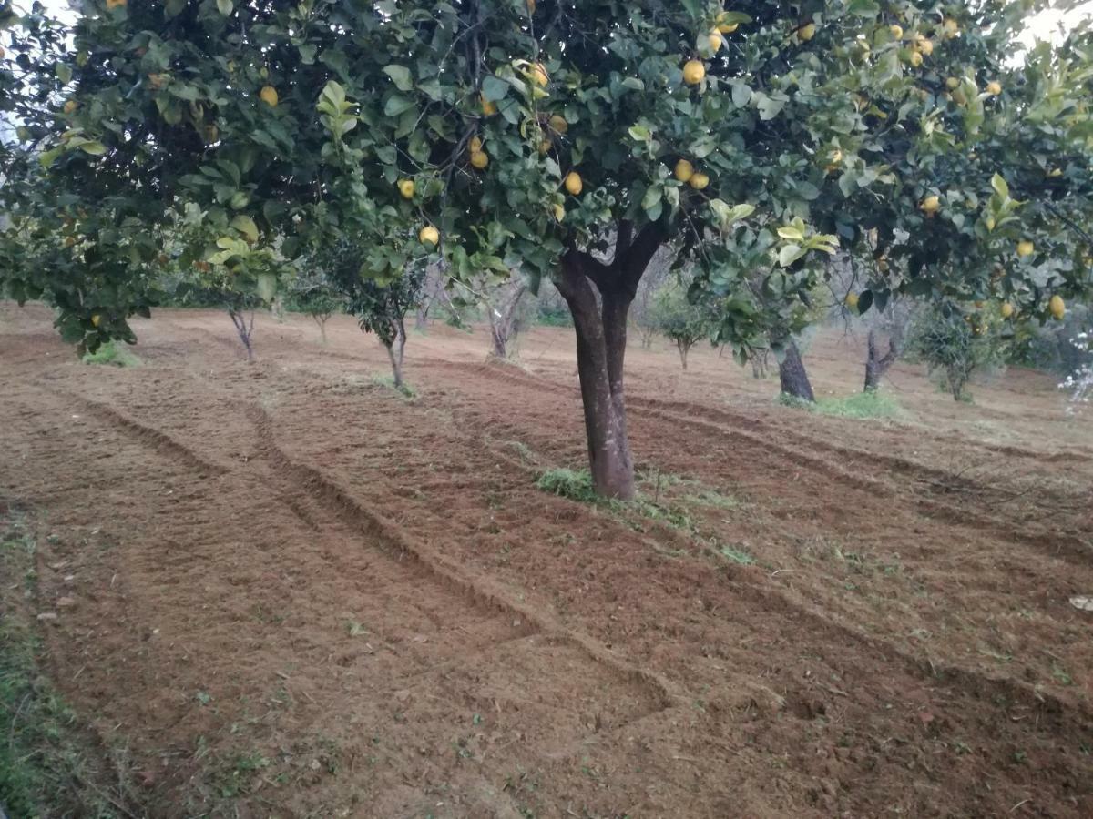 הוילה קלטניסטה Odori Di Zagara מראה חיצוני תמונה